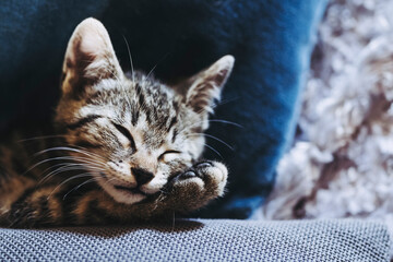 Portrait d'un chaton tigré en train de dormir profondément sur le canapé