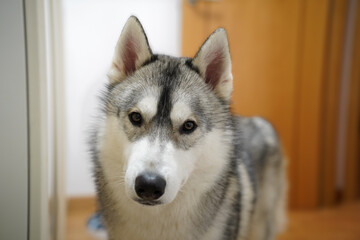 husky blanco y gris en casa retrato portrait mirando a camara lobo cachorro © Fran