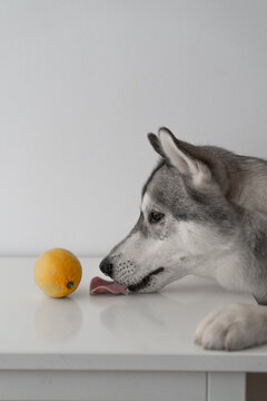 husky blanco y gris en casa retrato portrait mirando a camara lobo cachorro limon lengua