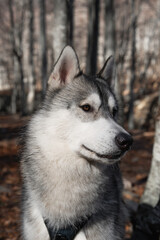 Husky blanco y gris en el bosque de arboles naranjas portrait retrato