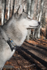 Husky blanco y gris en el bosque de arboles naranjas con collar de flores retrato