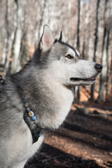 Husky blanco y gris en el bosque de arboles naranjas con collar de flores retrato