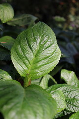 A beautiful summer green plant growing in the garden.