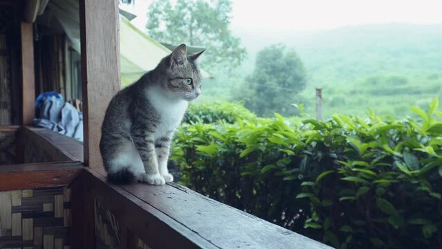 a cute white and gray cat with black stripes in a tea plantation