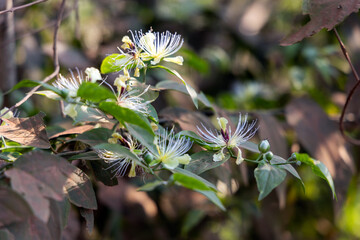 Close-up of Capparis sepiaria L. beautiful white flowers blooming on tree.