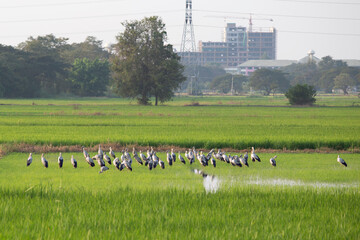 Rice leaves greenery natural background. Paddy field in growing season agricultural with group of birds (Asian openbill), (Anastomus oscitans) feeding food in green rice fields.