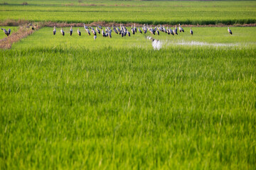 Rice leaves greenery natural background. Paddy field in growing season agricultural with group of birds (Asian openbill), (Anastomus oscitans) feeding food in green rice fields.