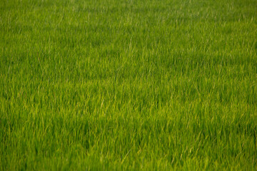 Rice leaves greenery natural background. Paddy field in growing season agricultural concept.