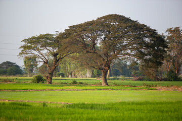 Rain tree (Samanca Saman (Jacq) Merr.) in countryside of asia with greenery rice field. Big trees in rural area nature freshness background.