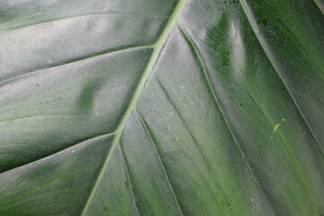 A full frame view closeup of a healthy green leaf.