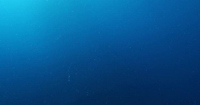 sarda striped bonito fish school underwater blue ocean scenery patroling in schools chasing and hunting the silversides