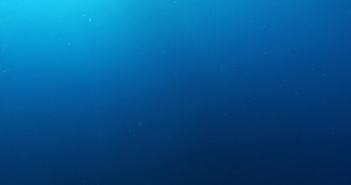 sarda striped bonito fish school underwater blue ocean scenery patroling in schools chasing and hunting the silversides