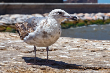 The young yellow-legged seagull in the Essaouira harbour. Morocco