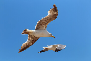 The yellow-legged seagulls flying in the blue sky on a sunny day