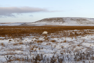 Arctic fox (Vulpes Lagopus) in winter time in Siberian tundra