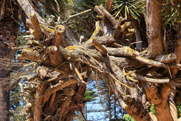 View of the south tree plants in El Jadida (Mazagan). Morocco, Africa.