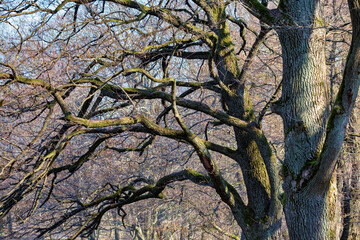 Bare branches of one of the deciduous trees in the park in early spring.