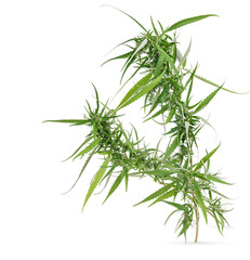 Marijuana trees for medical use are used separately isolated on white background