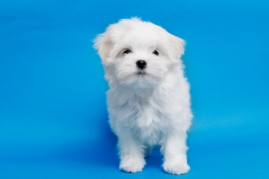 Cute small white puppies of the Maltez breed on trendy blue background. Pets and lifestyle concept. Free space for text.