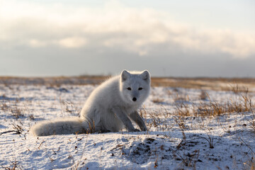 Arctic fox (Vulpes Lagopus) in wilde tundra. Arctic fox sitting.