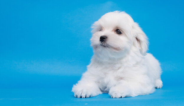 Cute small white puppies of the Maltez breed on trendy blue background. Pets and lifestyle concept. Free space for text.