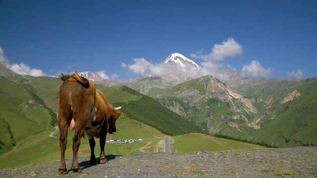 Beautiful mountain scenery with a relaxing bull in the foreground.