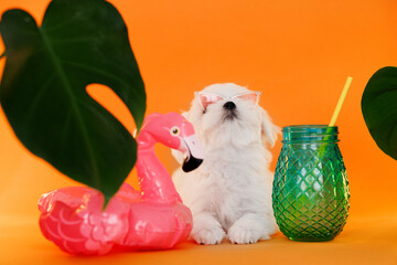 Cute small white puppies of the Maltez breed on trendy background. Vacation, Pets, lifestyle concept. Puppy in hat and sunglasses with cocktail and an inflatable circle for the pool.