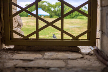 A small bird holds nesting material in its beak. An ancient window in the fortress. 