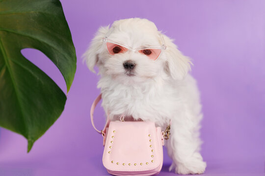 Cute small white puppies of the Maltez breed on trendy background. Vacation, Pets, lifestyle concept. 