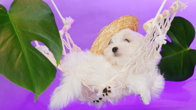 Cute small white puppies of the Maltez breed in a hammock on trendy background. Vacation, Pets, lifestyle concept. Free space for text.