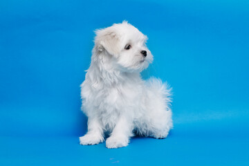 Cute small white puppies of the Maltez breed on trendy blue background. Pets and lifestyle concept. Free space for text.