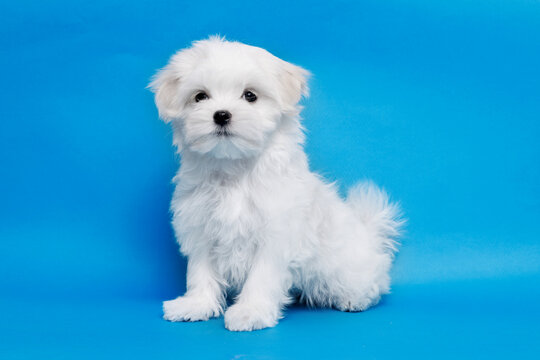 Cute small white puppies of the Maltez breed on trendy blue background. Pets and lifestyle concept. Free space for text.