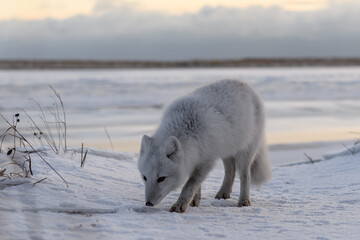 Arctic fox (Vulpes Lagopus) in winter time in Siberian tundra