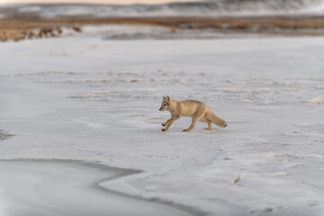 Arctic fox (Vulpes Lagopus) in winter time in Siberian tundra