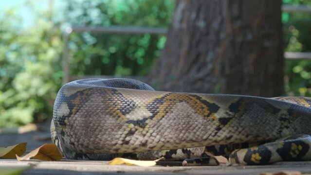Python crawls on rocks and grass.