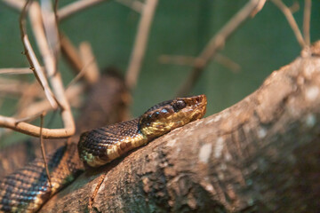 snake in the grass