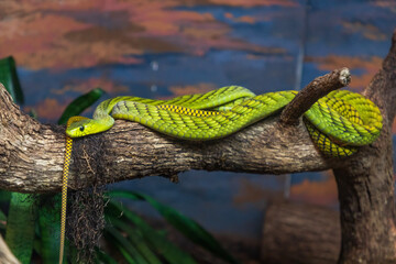 green snake on the tree