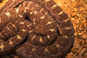 close up of a python