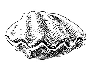 Hand drawing of one mollusc seashell, black and white vector sketch isolated on white - 745224346