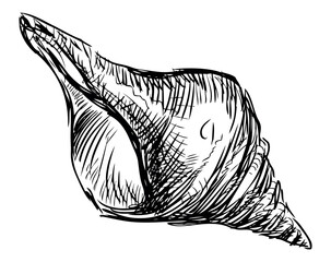 Hand drawing of single mollusc seashell, black and white vector sketch isolated on white - 745224348
