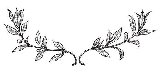 Hand drawing of two laurel branches, black and white vector illustration isolated on white