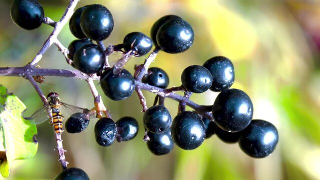 Close-up. Bees collecting juice from overripe black berries of Frangula alnus. The medicinal plant Rhamnus frangula
