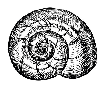 recommend clip art: Hand drawing of single nautilus mollusc seashell, black and white vector sketch isolated on white