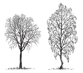 Sketches of silhouettes two deciduous bare trees, maple and birch, vector hand drawing isolated on white - 745224778