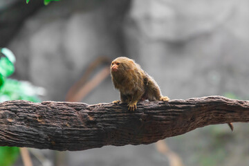 A little pygmy marmoset (Cebuella pygmaea) in the Houston Zoo, Texas, USA