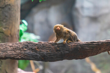 A little pygmy marmoset (Cebuella pygmaea) in the Houston Zoo, Texas, USA