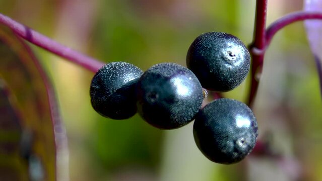 Close-up. Black berries of Rhamnus frangula. The texture of the buckthorn fruit.