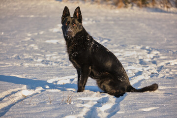 Beautiful black German Shepherd female dog on a snowy meadow in winter on a sunny day in Skaraborg Sweden