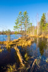 Obraz premium View of the forest lake in the autumn