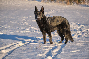 Beautiful black German Shepherd female dog on a snowy meadow in winter on a sunny day in Skaraborg Sweden